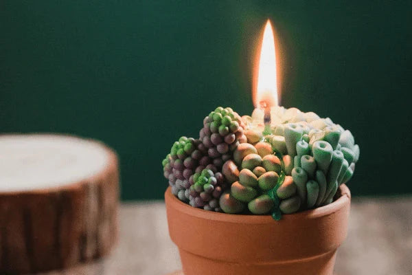 A beautiful Succulents Scented Candle from Southlake Gifts.