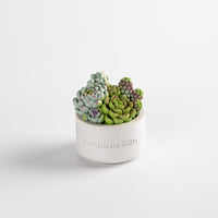 Southlake Gifts Assorted Succulent Candle with Concrete Vessel sitting in a while background is handmade and hand-pinted soy wax scented plant candle.