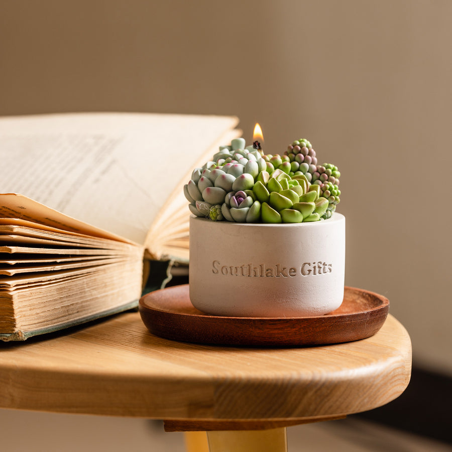Assorted Succulent Candle with Concrete Vessel