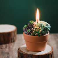 Light up your night using our Assorted Succulent Pot Scented Candle.