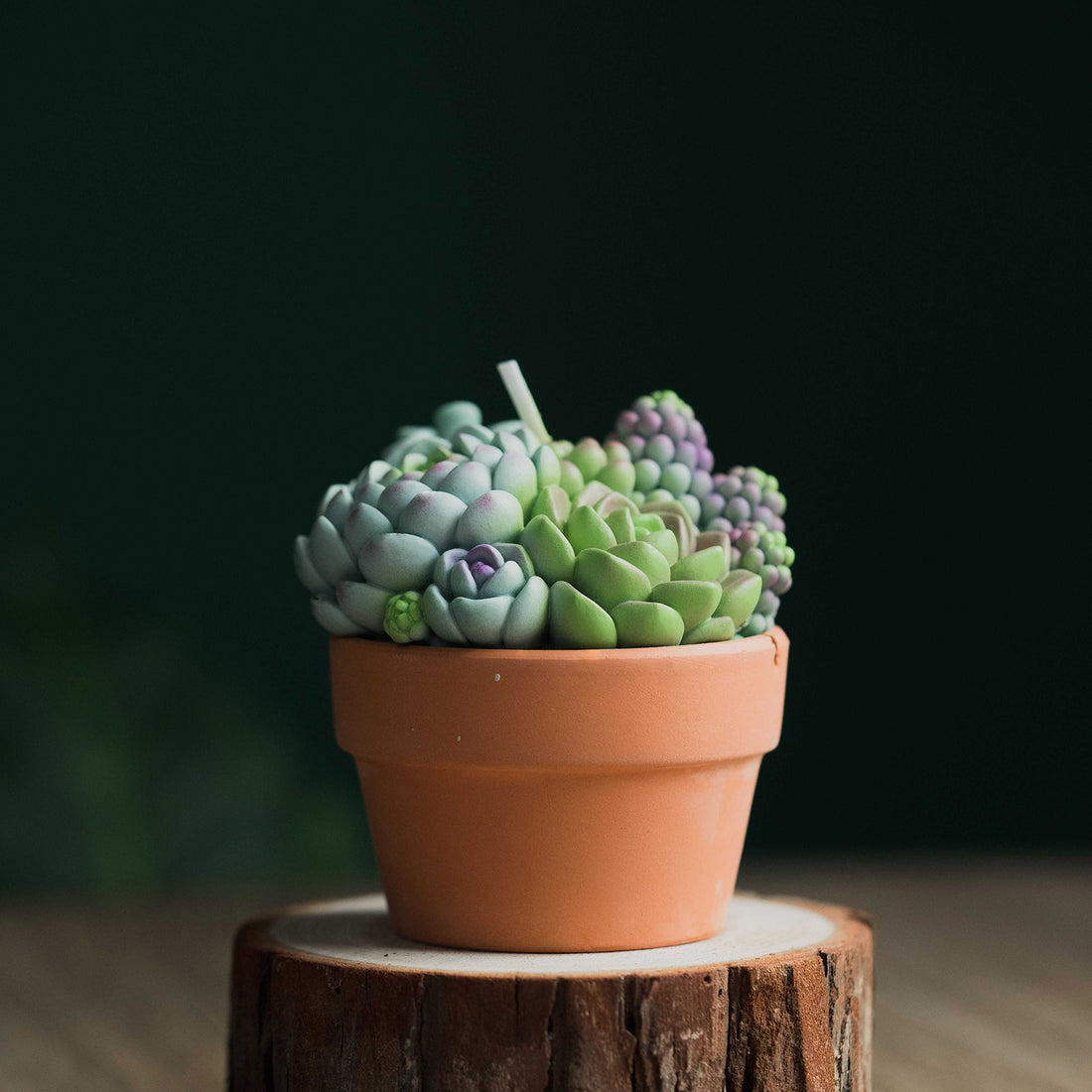 Burn a Succulent Pot Candle to give light to others.